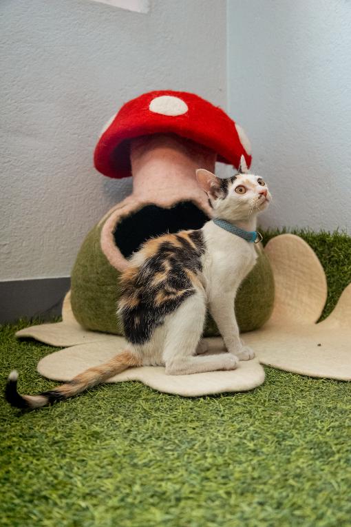 Mushroom shaped red color felted cat cave
